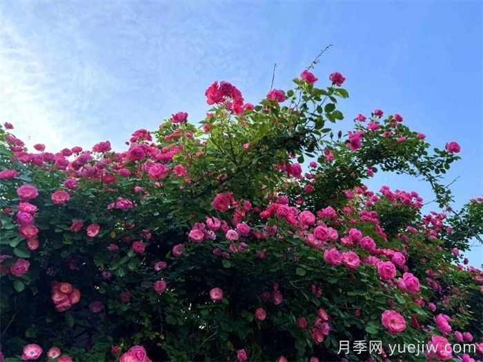 月季园：石家庄市植物园玫瑰月季园(图3)