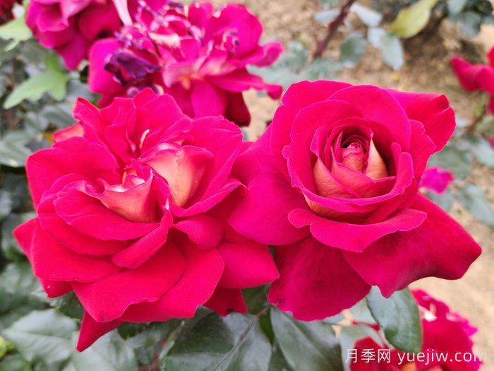 月季的生长习性特点和生长环境条件(图1)