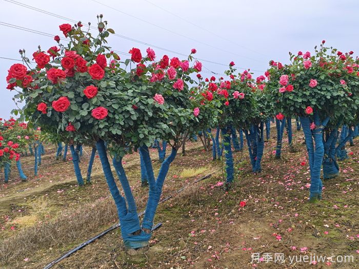 夏季月季施肥需要注意的禁忌(图1) 夏季月季施肥需要注意的禁忌(图1)