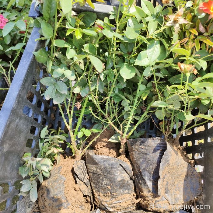 养月季花可不可以只用花多多2号催花肥?(图1) 养月季花可不可以只用花多多2号催花肥?(图1)