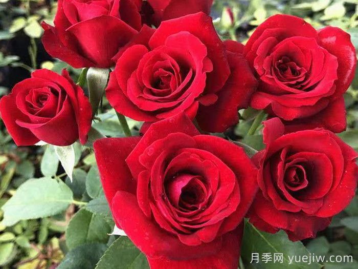 鲜切玫瑰品种有多少？花艺常用65种玫瑰品种介绍(图1)