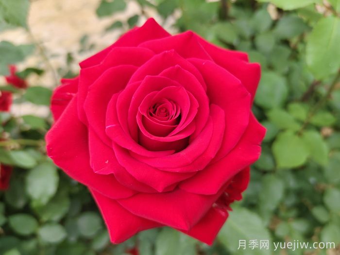 鲜切玫瑰品种有多少？花艺常用65种玫瑰品种介绍(图3)