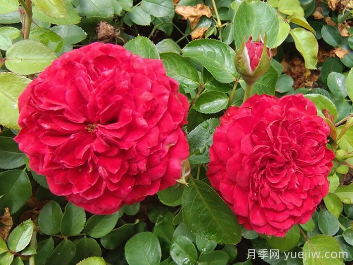 鲜切玫瑰品种有多少？花艺常用65种玫瑰品种介绍(图4)