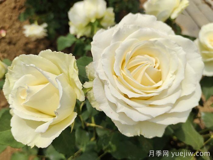 鲜切玫瑰品种有多少？花艺常用65种玫瑰品种介绍(图12)