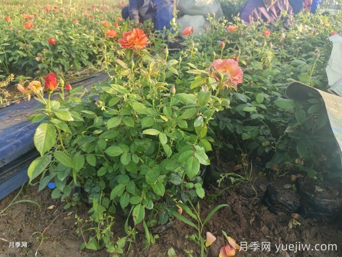 月季黑斑了，黑斑病怎么治呢？(图1)