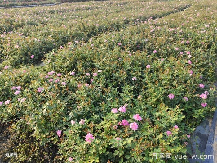 月季黑斑病的症状及防治方法(图2)