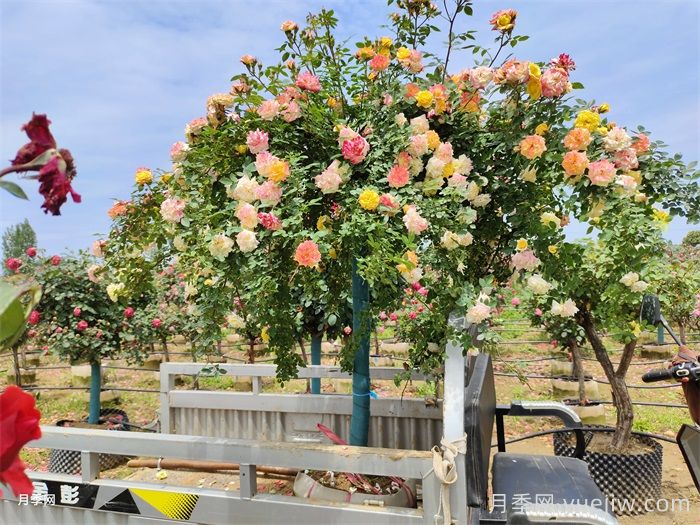 藤彩虹月季介绍和优缺点(图2)