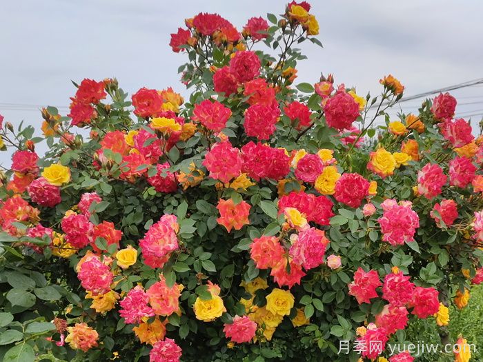  藤彩虹月季一年开几次花？(图1)