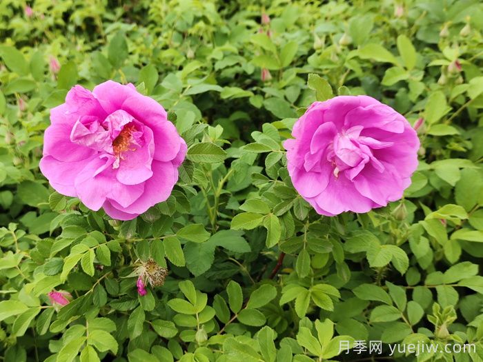 科普玫瑰花和月季花的区别(图2)