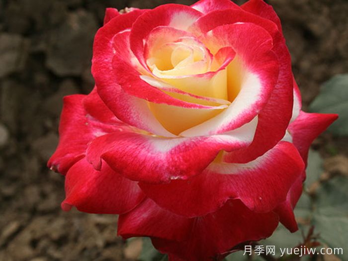 香水月季红双喜，养护5个要点又大又香(图1)