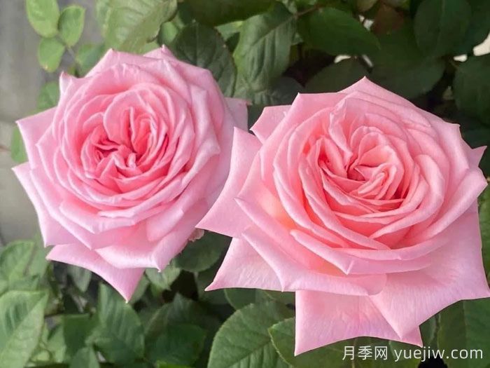 分享9种带香味的美丽玫瑰(图2) 分享9种带香味的美丽玫瑰(图2)