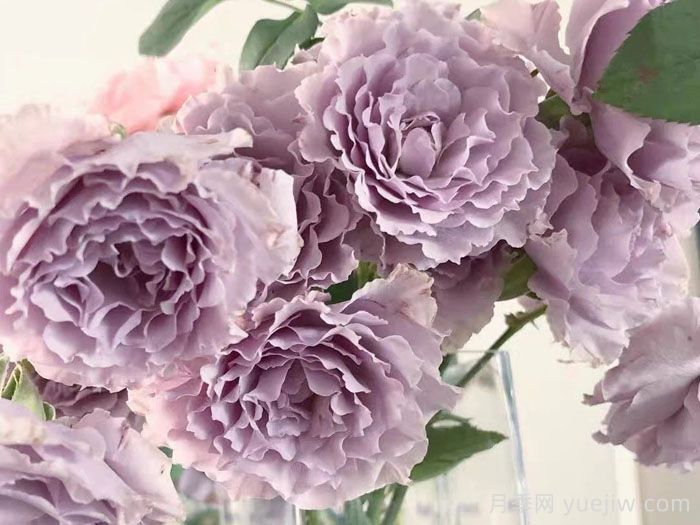 分享9种带香味的美丽玫瑰(图3) 分享9种带香味的美丽玫瑰(图3)