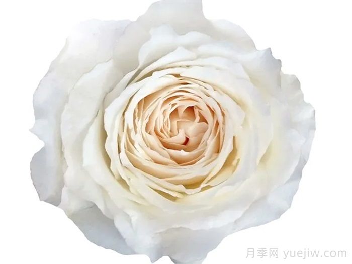 分享9种带香味的美丽玫瑰(图5) 分享9种带香味的美丽玫瑰(图5)