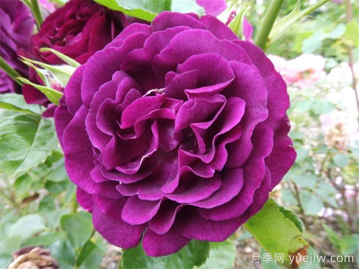 分享9种带香味的美丽玫瑰(图6) 分享9种带香味的美丽玫瑰(图6)