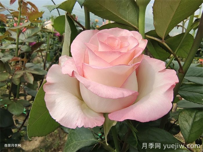 推荐9款适合新手入坑的切花月季品种(图2)