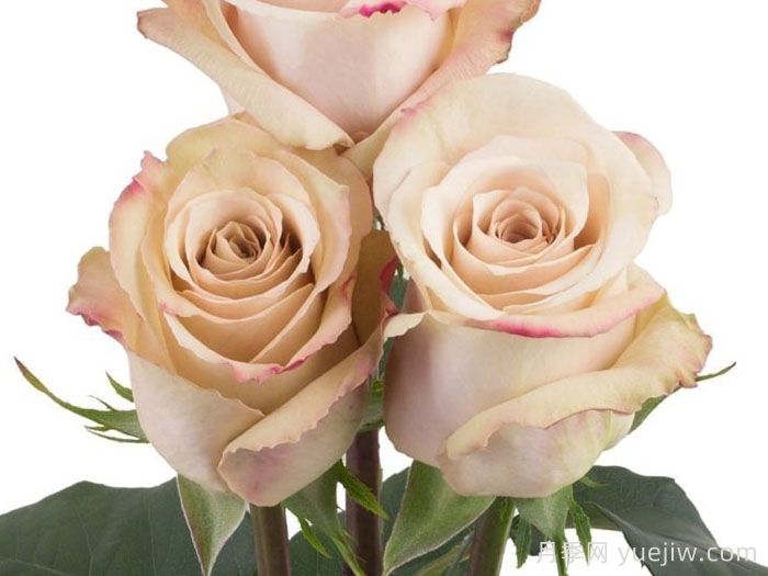 推荐9款适合新手入坑的切花月季品种(图4)