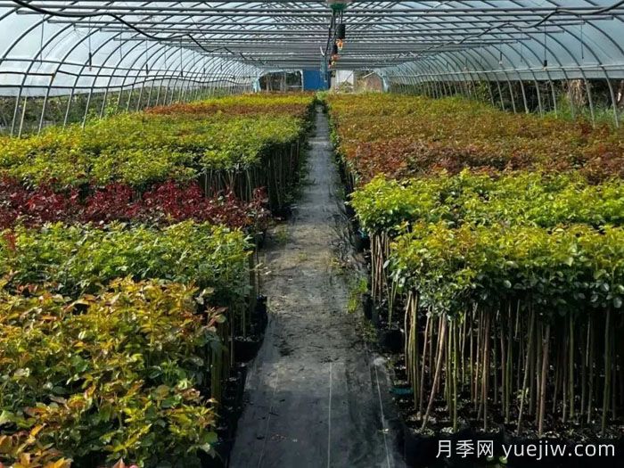 南阳自育蔷薇宛砧切果产品，山归来亮相(图3)