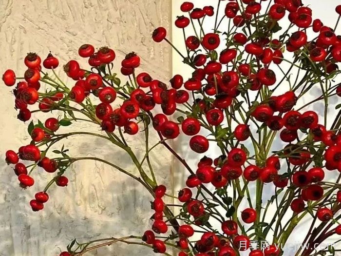 南阳自育蔷薇宛砧切果产品，山归来亮相(图2)