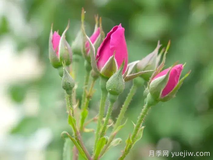 新疆和田，10万株玫瑰绽放塔克拉玛干沙漠(图1)