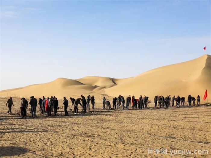 新疆和田，10万株玫瑰绽放塔克拉玛干沙漠(图2)