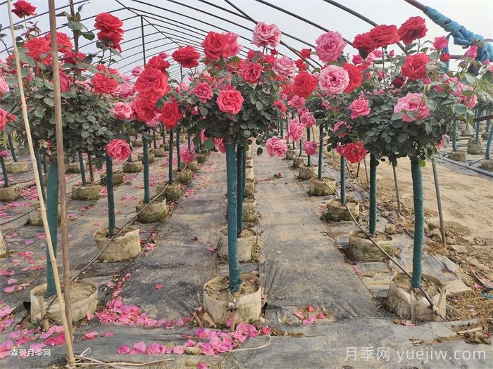 月季树在城市绿化中的应用(图3)