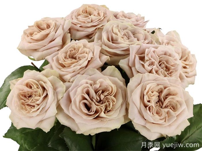 6款耐热月季品种，你相中哪个？(图2)