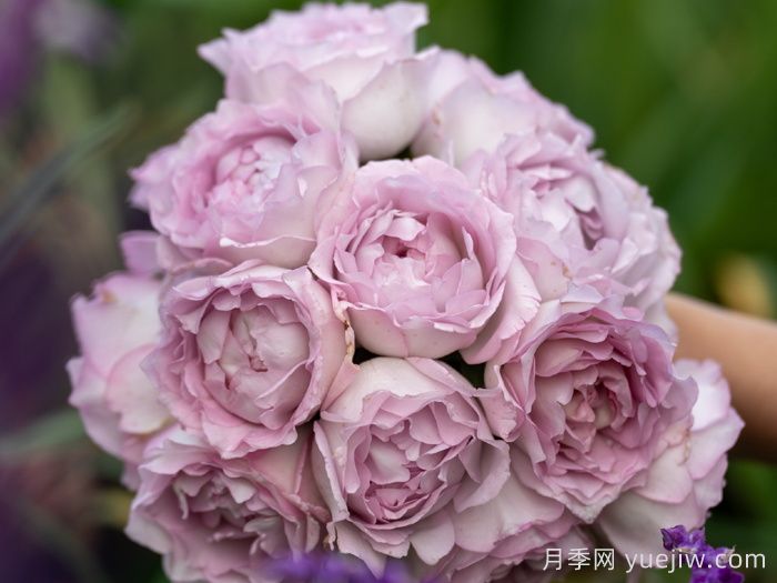 6款耐热月季品种，你相中哪个？(图5)