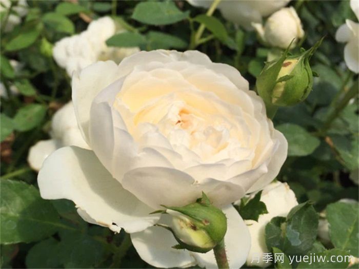 已经踩坑，盘点5款月季新手劝退(图1)