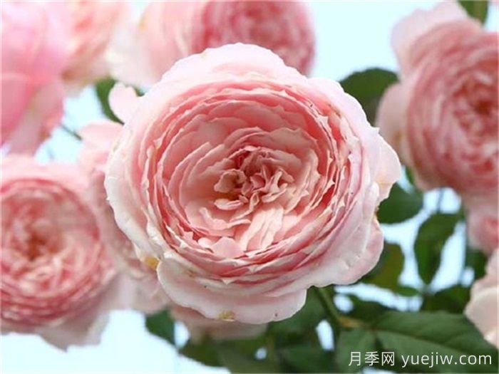 已经踩坑，盘点5款月季新手劝退(图3)