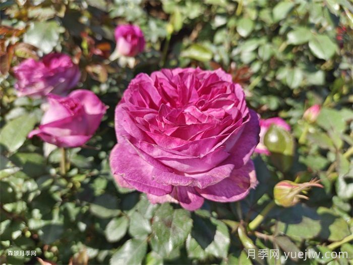 推荐二广花友5款勤花月季，耐热耐晒耐雨淋(图4)
