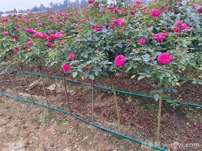 秋天的月季做好这几点养护,花照样盛开继续美艳(图1) 秋天的月季做好这几点养护,花照样盛开继续美艳(图1)