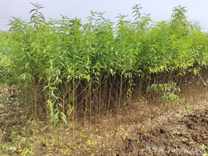 南阳卧龙果树苗合作社批发供应桃树苗毛桃苗梨树苗(图1)