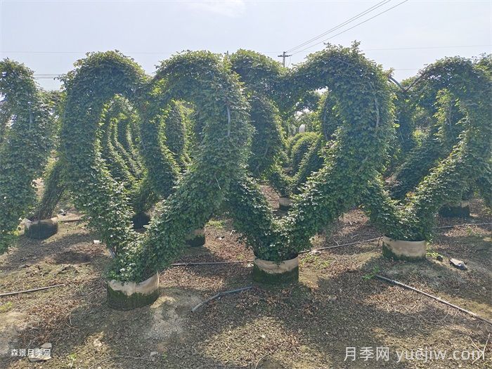 养了2年的藤本月季不开花是什么原因，如何解决？(图3)