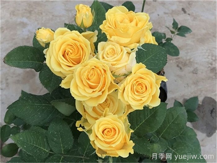 玫瑰品种有哪些？十大玫瑰花品种介绍(图2)