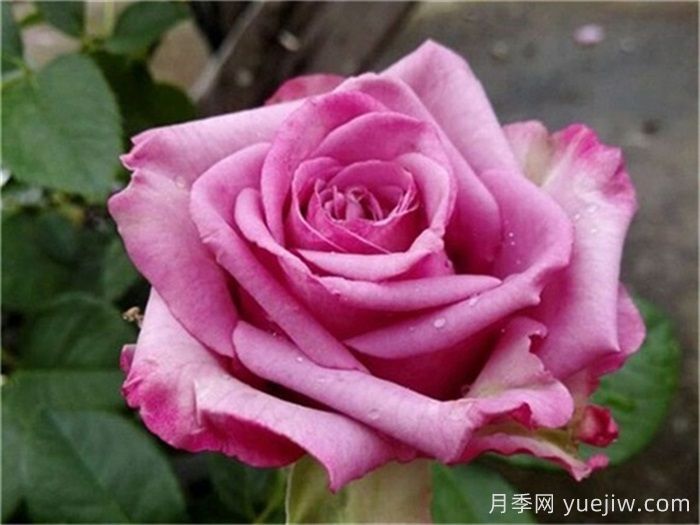 玫瑰品种有哪些？十大玫瑰花品种介绍(图3)