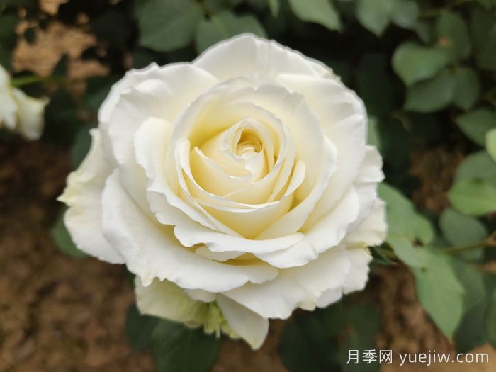 玫瑰品种有哪些？十大玫瑰花品种介绍(图4)