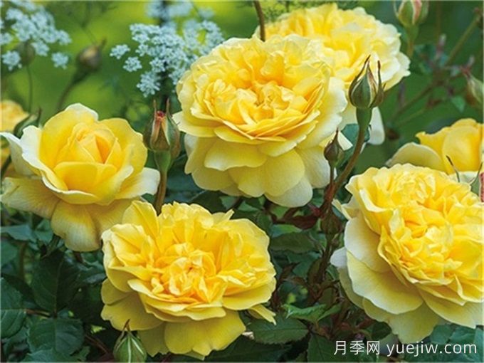 盆栽月季在北方冬季室内能否开花？(图1)