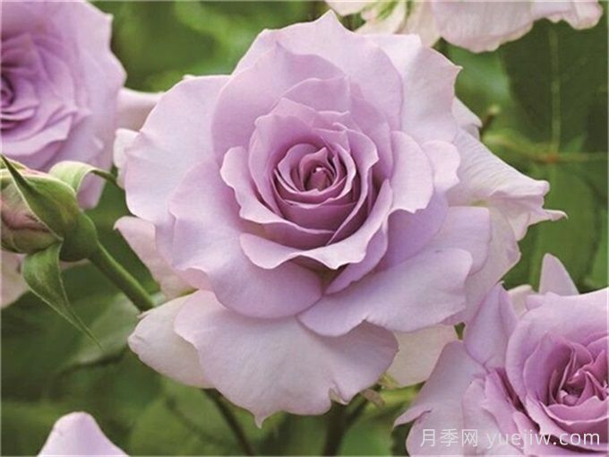 盆栽月季在北方冬季室内能否开花？(图2)