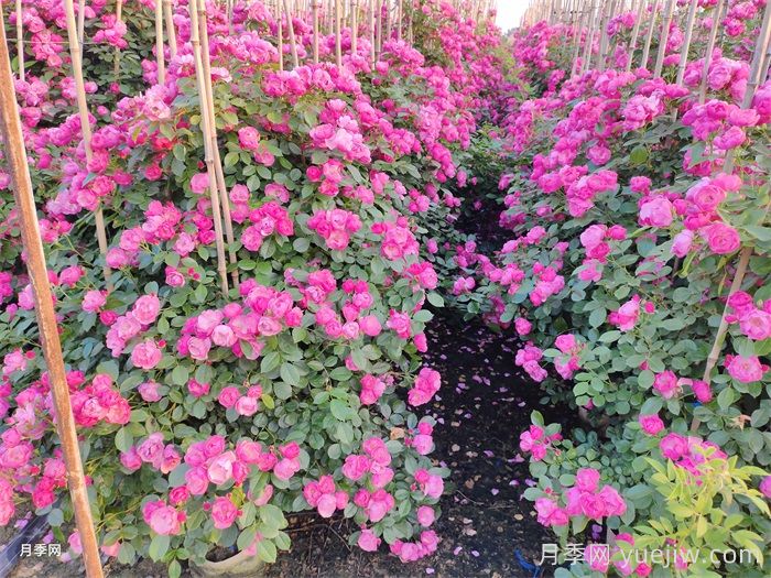 光照只有2-3小时能养月季吗？半阴环境养月季指南(图2)