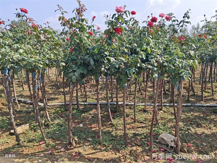 河南3-4公分月季树报价，基地3-4公分高杆月季报价(图1)