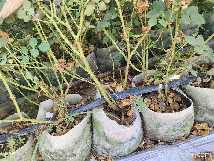 夏天月季变成光杆，该如何快速恢复叶子？(图1)