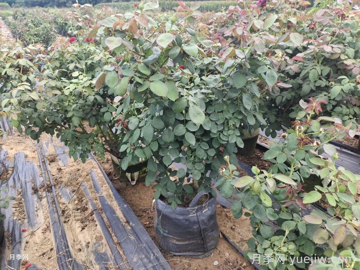 夏季月季花后修剪养护和水肥管理(图1) 夏季月季花后修剪养护和水肥管理(图1)