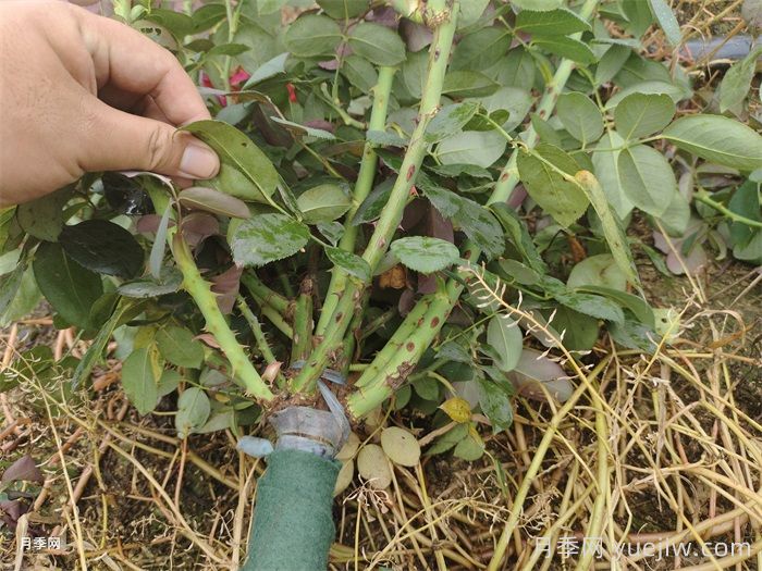 夏季月季花后修剪养护和水肥管理(图2) 夏季月季花后修剪养护和水肥管理(图2)