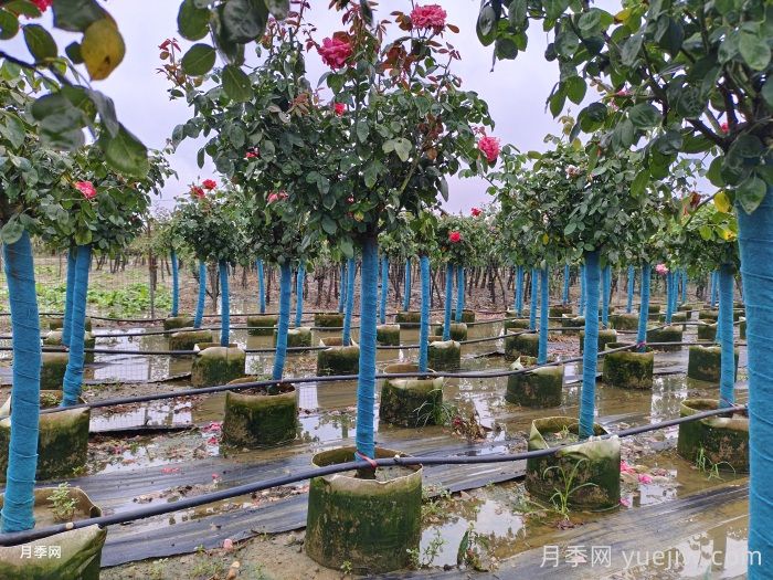 夏天39度高温，月季该如何安全度夏？(图2)