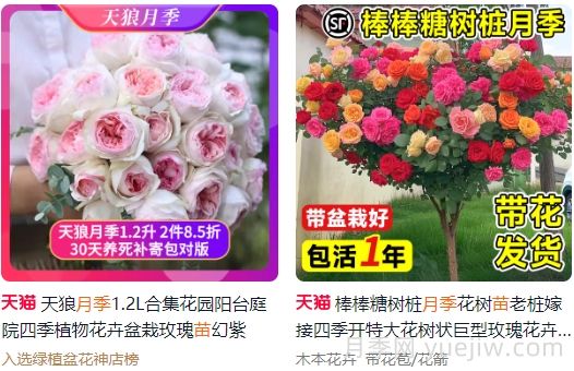 网购月季怎么选?推荐8个优质网店(图1) 网购月季怎么选?推荐8个优质网店(图1)