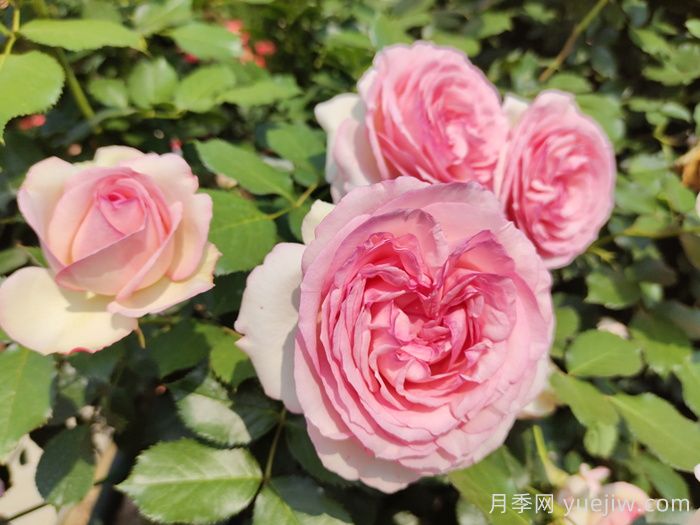 精选30种经典月季大合集，好看养眼还抗病好养(图2)