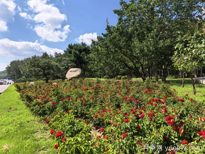 烟台7万株低维护月季竞相绽放扮靓城市新颜值(图1)
