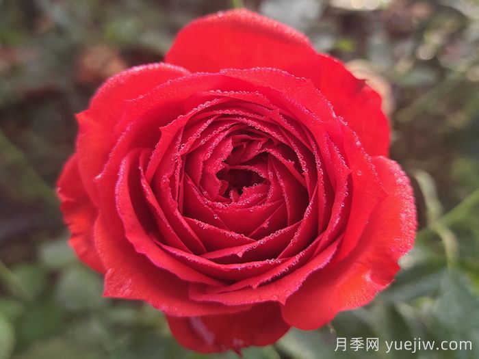 推荐10款红色系月季品种，中国红鸿运当头(图4)