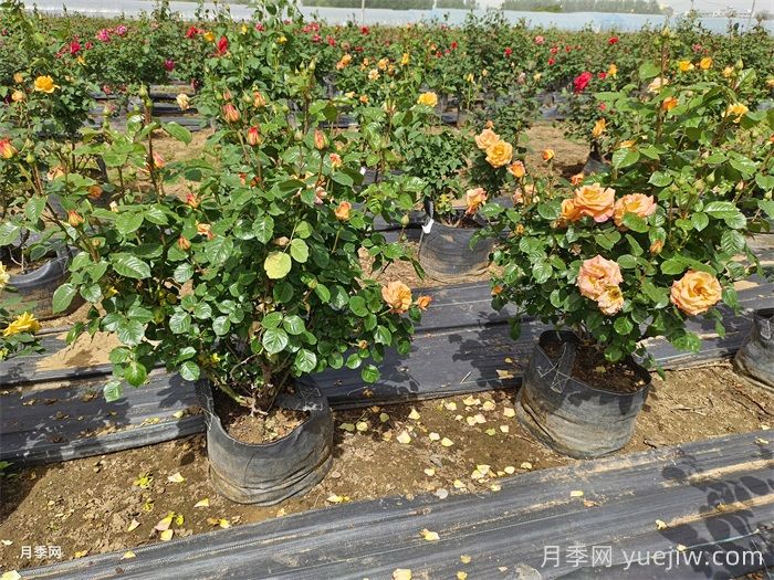 夏季月季安全度夏指南(图2)