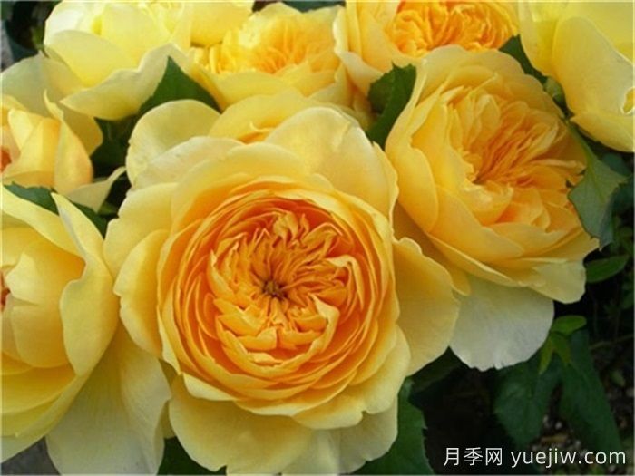 分享十二款亮眼的黄色系月季品种(图1)